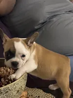 One eye (just a name), a female French Bulldog for sale in Fayetteville, NC – Photo 5 of 5