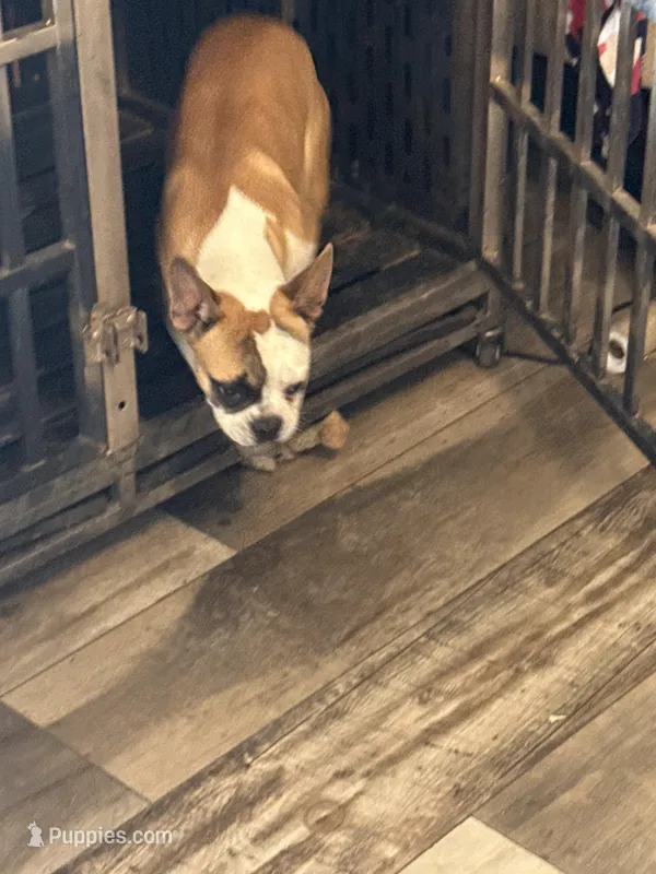 One eye (just a name) – French Bulldog puppy for sale in Fayetteville, NC