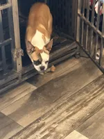 One eye (just a name), a female French Bulldog for sale in Fayetteville, NC – Photo 1 of 6