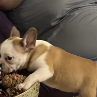 One eye (just a name), a female French Bulldog for sale in Fayetteville, NC – Photo 5 of 6