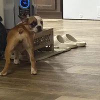 One eye (just a name), a female French Bulldog for sale in Fayetteville, NC – Photo 3 of 6