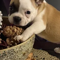 One eye (just a name), a female French Bulldog for sale in Fayetteville, NC – Photo 4 of 6