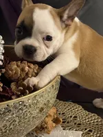 One eye (just a name), a female French Bulldog for sale in Fayetteville, NC – Photo 3 of 5