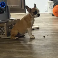 One eye (just a name), a female French Bulldog for sale in Fayetteville, NC – Photo 2 of 6
