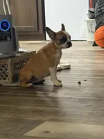 One eye (just a name), a female French Bulldog for sale in Fayetteville, NC – Photo 1 of 5