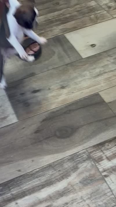 Daisy, a female French Bulldog for sale in Fayetteville, NC – 3 of 3