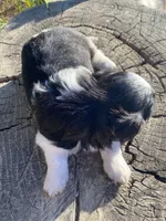 Nina , a female Shih Tzu for sale in Riverside, CA – 4 of 4