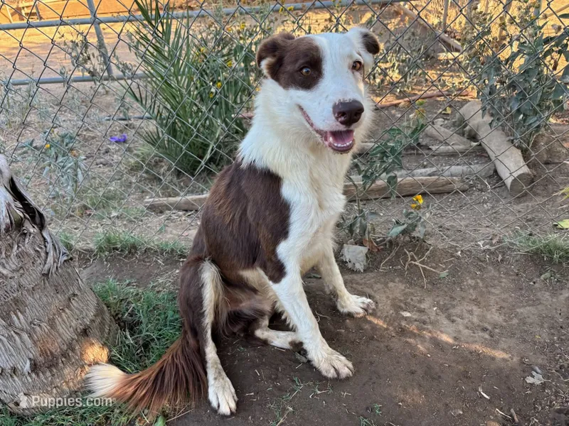 Flaco – Border Collie puppy for sale in Riverside, CA