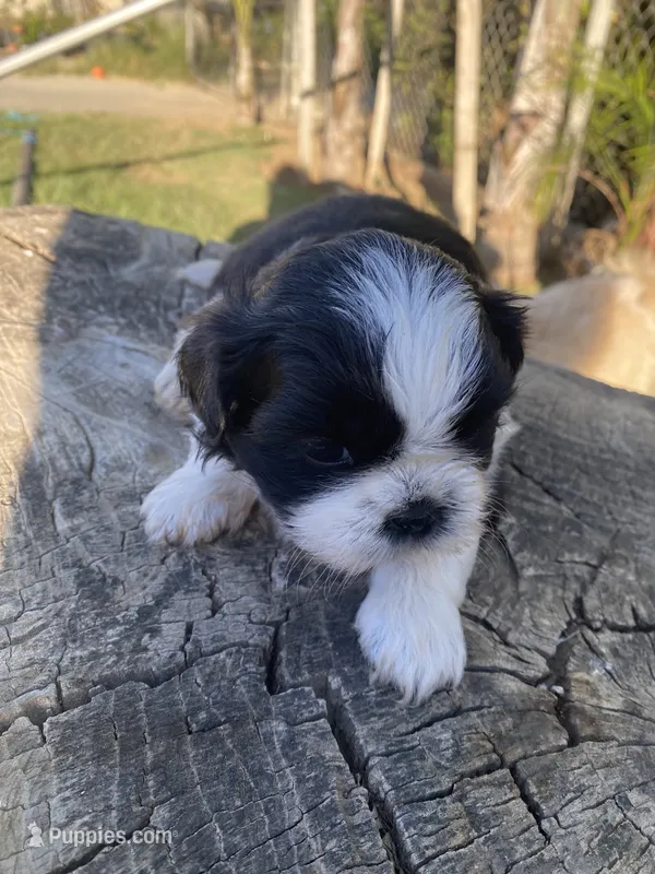 Nina  – Shih Tzu puppy for sale in Riverside, CA
