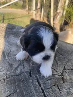 Nina , a female Shih Tzu for sale in Riverside, CA – 1 of 4
