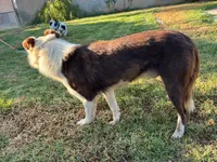 Flaco, a male Border Collie for sale in Riverside, CA – 4 of 4