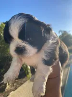 Nina , a female Shih Tzu for sale in Riverside, CA – 2 of 4