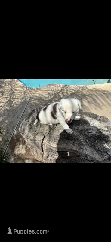 Spot – Border Collie puppy for sale in Riverside, CA