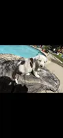 Spot, a male Border Collie for sale in Riverside, CA – Photo 2 of 2