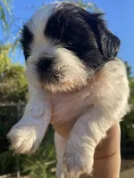 Lala, a female Shih Tzu for sale in Riverside, CA – 4 of 4