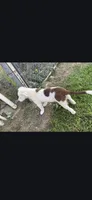 Spot, a male Border Collie for sale in Riverside, CA – 4 of 4