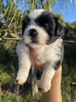 Dandy, a male Shih Tzu for sale in Riverside, CA – 3 of 4