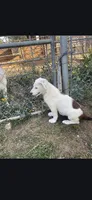 Spot, a male Border Collie for sale in Riverside, CA – 3 of 4