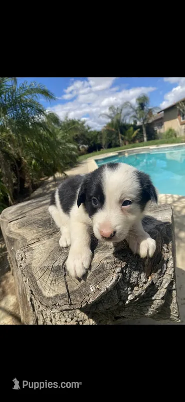 Delilah – Border Collie puppy for sale in Riverside, CA