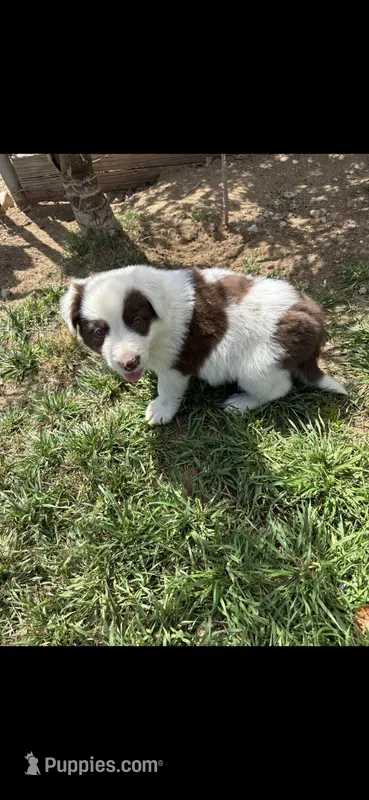 Choco – Border Collie puppy for sale in Riverside, CA