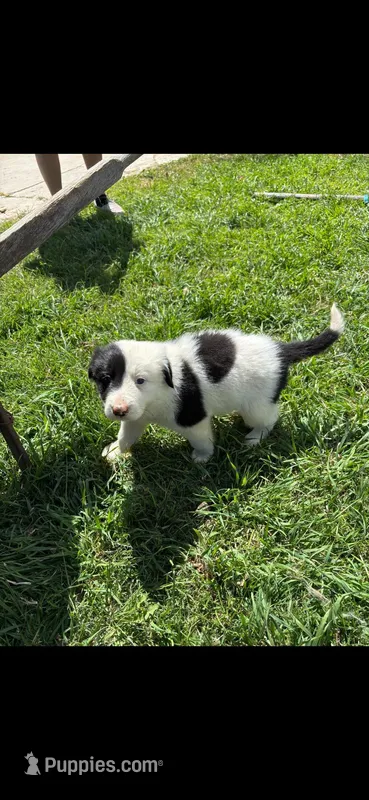 Patch – Border Collie puppy for sale in Riverside, CA