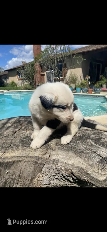 Lyla – Border Collie puppy for sale in Riverside, CA