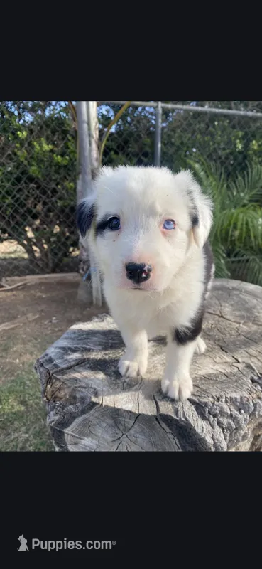 Lyla – Border Collie puppy for sale in Riverside, CA