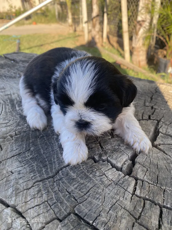 Lala – Shih Tzu puppy for sale in Riverside, CA