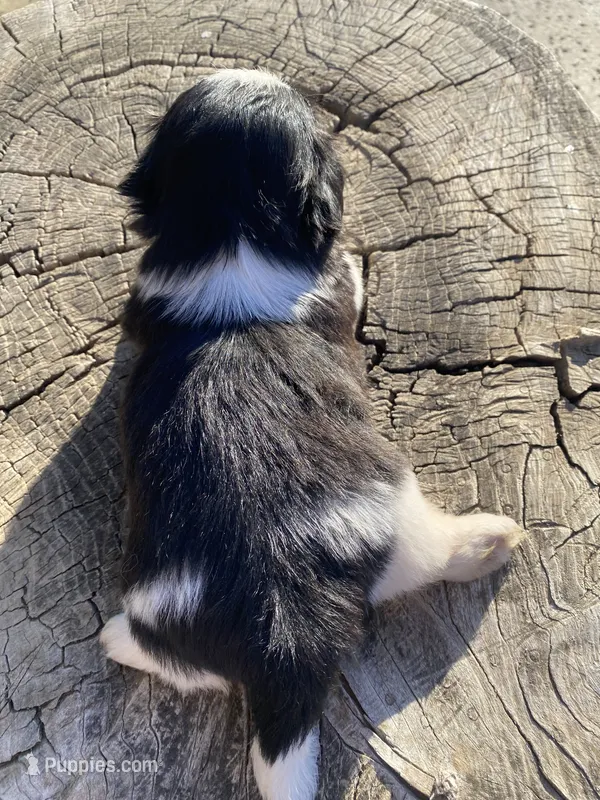 Dandy – Shih Tzu puppy for sale in Riverside, CA