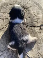 Dandy, a male Shih Tzu for sale in Riverside, CA – 1 of 4