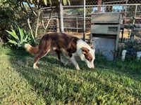 Flaco, a male Border Collie for sale in Riverside, CA – 2 of 4