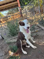 Flaco, a male Border Collie for sale in Riverside, CA – 3 of 4