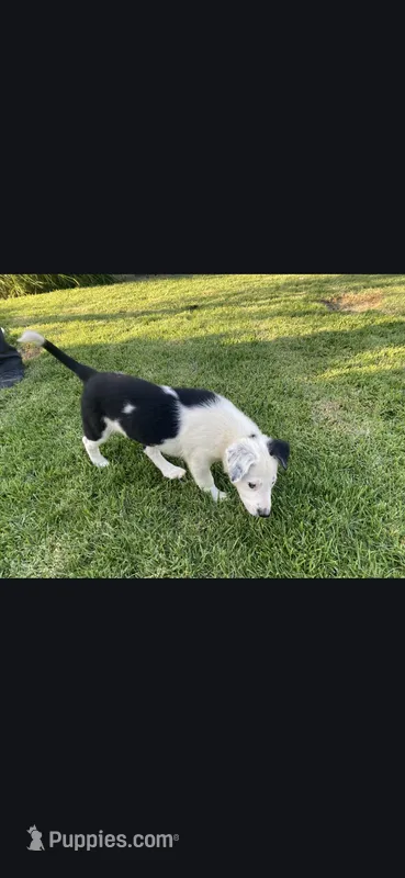 Patch – Border Collie puppy for sale in Riverside, CA
