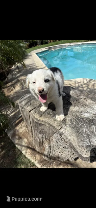 Captain – Border Collie puppy for sale in Riverside, CA