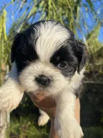 Nina , a female Shih Tzu for sale in Riverside, CA – 3 of 4