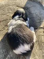 Lala, a female Shih Tzu for sale in Riverside, CA – 2 of 4