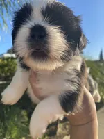 Dandy, a male Shih Tzu for sale in Riverside, CA – 2 of 4