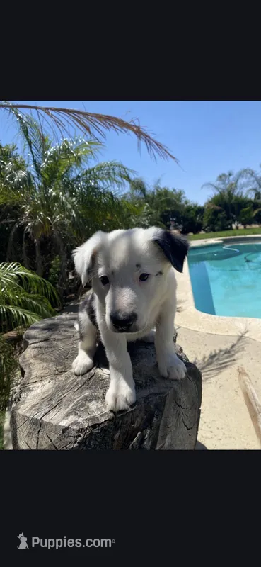Spot – Border Collie puppy for sale in Riverside, CA