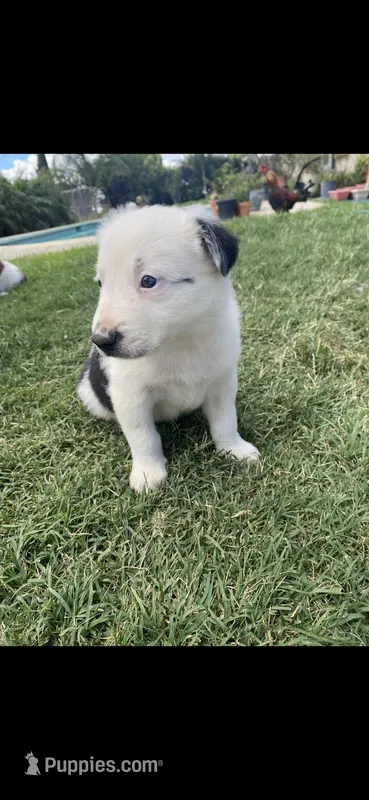 Spot – Border Collie puppy for sale in Riverside, CA
