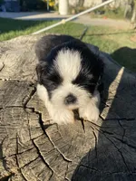 Dandy, a male Shih Tzu for sale in Riverside, CA – 4 of 4