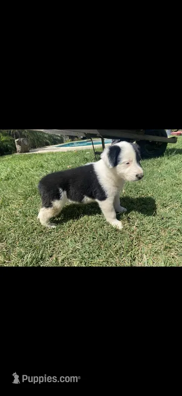 Lily – Border Collie puppy for sale in Riverside, CA