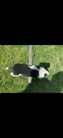 Lily, a female Border Collie for sale in Riverside, CA – Photo 2 of 2