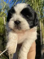 Lala, a female Shih Tzu for sale in Riverside, CA – 3 of 4