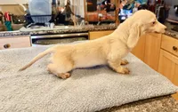 AKC ee pra clear, a female Miniature Dachshund for sale in Oneonta, NY – 6 of 7