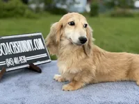 Cream  import, a male Miniature Dachshund for sale in Oneonta, NY – 5 of 9