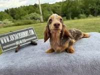 Pork chops AKC show boy , a male Miniature Dachshund for sale in Oneonta, NY – 9 of 10