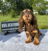 Russian akc, a male Miniature Dachshund for sale in Oneonta, NY – 2 of 8