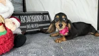 Tankilicious, a female Dachshund for sale in Oneonta, NY – Photo 5 of 10