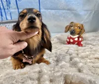 Tankilicious, a female Dachshund for sale in Oneonta, NY – Photo 10 of 10