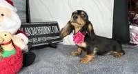 Tankilicious, a female Dachshund for sale in Oneonta, NY – Photo 4 of 10